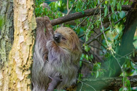A Linnaeus's two-toed sloth (Choloepus didactylus) hangs down from a branch of a tree