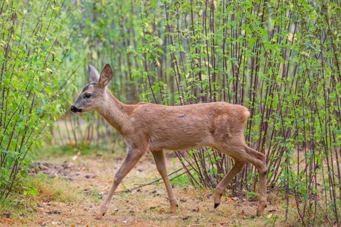 A female roe deer (Capreolus capreolus), runs through a nettle thicket