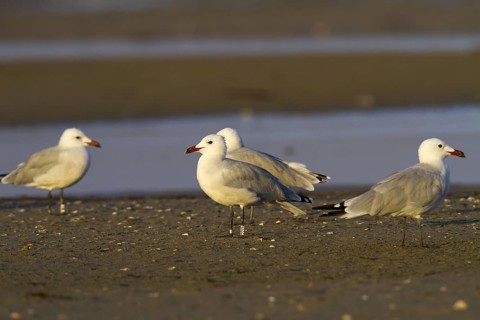 Audouin's Gull (Ichthyaetus audouinii) juvenile, Andalusia, Spain