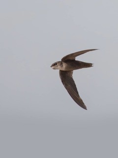 Chimney Swift (Chaetura pelagica), Texas, USA