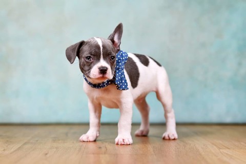 Cute pied French Bulldog puppy with one hanging ear and bow tie in front of studio background
