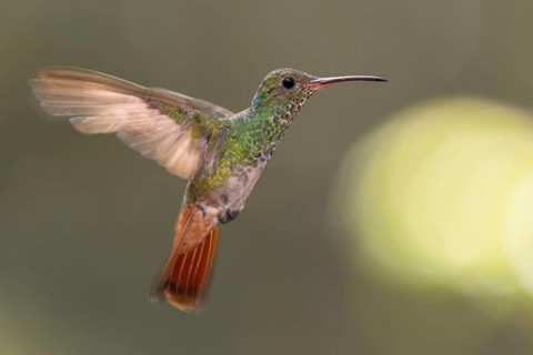 Rufous-tailed Hummingbird (Amazilia tzacatl) flying, Alambi, Ecuador