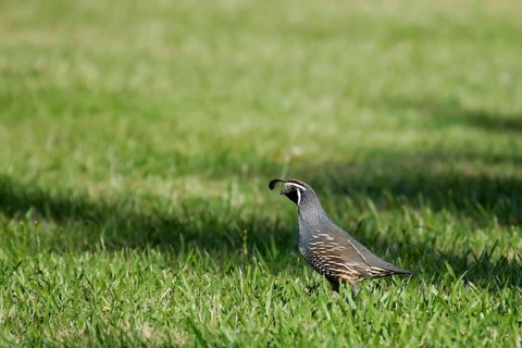 California Quail (Callipepla californica achrustera) male, North Island, New Zealand
