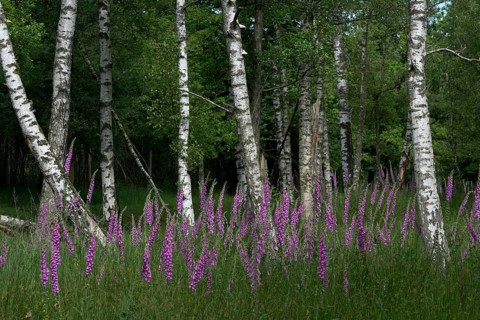Common foxglove (Digitalis purpurea) and birch trees (Betula pendula), Lower Rhine, North