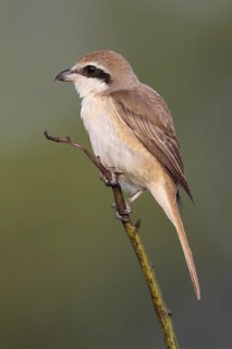 Brown Shrike (Lanius cristatus) male, Penang, Malaysia