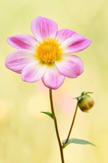 Dahlia (Dahlia Hybride), flower, North Rhine-Westphalia, Germany