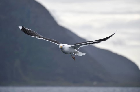 Great black-backed gull (Larus marinus) in flight in Norway