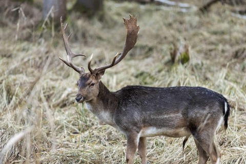 Fallow deer feeding, (Dama dama), portrait, male, captive, Landsberg am Lech Wildlife Park, Upper