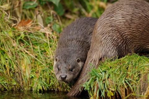 A small otter partially hiding behind grass by the water, otter (Lutra lutra), Bavaria
