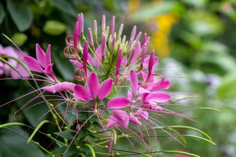 Spider flower or spider plant (Cleome spinosa, Cleome hassleriana, Tarenaya hassleriana),