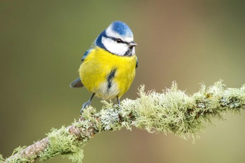 Eurasian Blue Tit (Cyanistes caeruleus), perched on a branch, Galicia, Spain