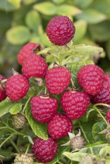 Autumn raspberry (Rubus idaeus 'Baby Dwarf'), BS Sämann, Germany
