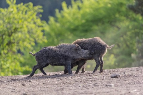 Two young wild boar or wild pig (Sus scrofa), play fighting on an opening, with a green forest in
