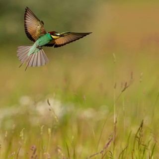 Bee-eater, (Merops apiaster), flight photo, Tiszaalp-r, Kiskuns-gi National Park, B-cs-Kiskun,
