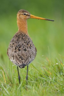 Black-tailed Godwit (Limosa limosa), Netherlands