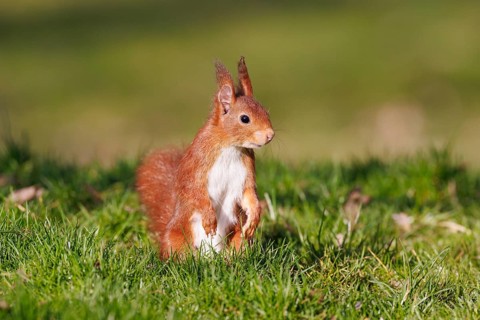 Squirrel (Sciurus), Germany