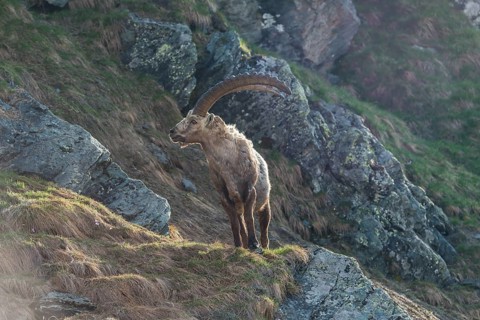 Alpine Ibex (Capra ibex), buck, High Tauern National Park, Austria
