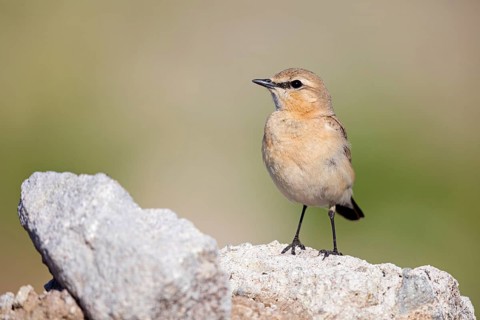 Isabelline Wheatear, (Oenanthe isabellina), biotope, habitat, foraging, animals, birds, songbird,