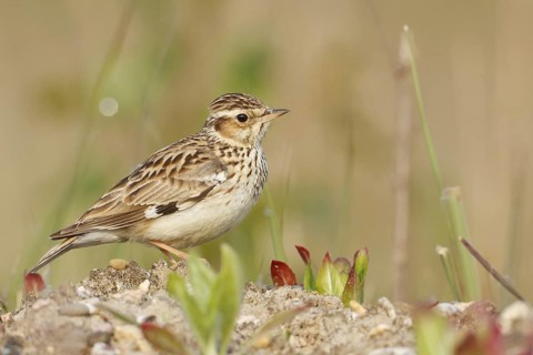 Woodlark (Lullula arborea), Baden-Wuerttemberg, Germany