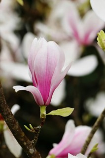 Chinese magnolia (Magnolia x soulangeana), flowers, North Rhine-Westphalia, Germany