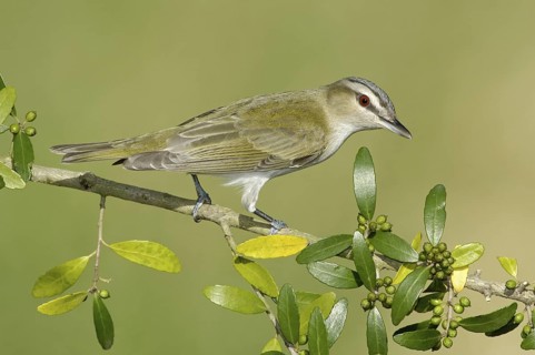 Red-eyed Vireo (Vireo olivaceus), Texas, USA
