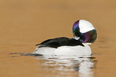 Bufflehead (Bucephala albeola) male, British Columbia, Canada
