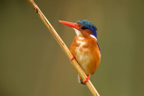 Malachite Kingfisher (Corythornis cristatus), Lake Hawassa, Ethiopia