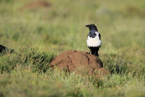 Shield raven (Corvus albus), adult, on termite mound, alert, Mountain Zebra National Park, South