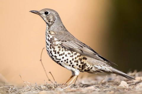 Mistle Thrush (Turdus viscivorus) perched on the ground, Aragon, Spain