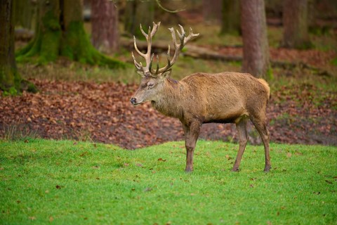 Stag with large antlers standing on a green meadow in an autumn forest, red deer (Cervus elaphus),