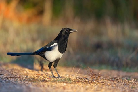 European magpie (Pica pica), Hides De Calera / Lynx Hide, Calera Y Chozas, Castilla La Mancha /