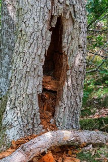 Hollowed out and internally rotten tree in the Hallarumsviken nature reserve near Karlskrona,