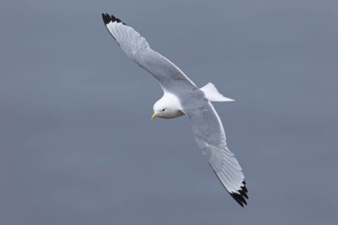 Black-legged Kittiwake (Rissa tridactyla) flying, Schleswig-Holstein, Germany