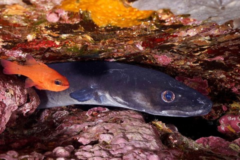 A conger eel (Conger conger) and a small orange-coloured fish, mullet king (Apogon imberbis),