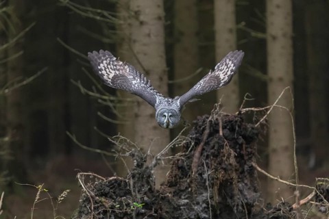 One great grey owl (Strix nebulosa) flying through a spruce forest