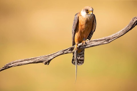 Red-footed falcon (Falco vespertinus) female, with captured lizard, Hungary