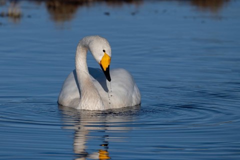 Whooper swan (Cygnus cygnus), Sweden