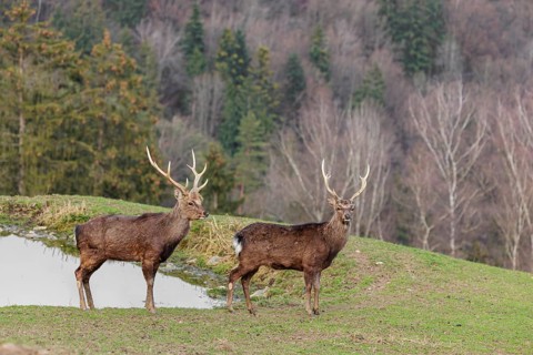 Two Japanese sika deer stags (Cervus nippon nippon) stand attentively in a meadow in hilly terrain