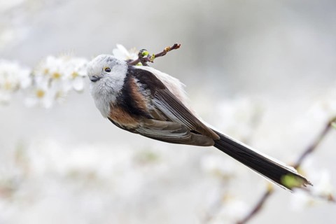 Long-tailed Tit (Aegithalos caudatus caudatus), Rhineland-Palatinate, Germany