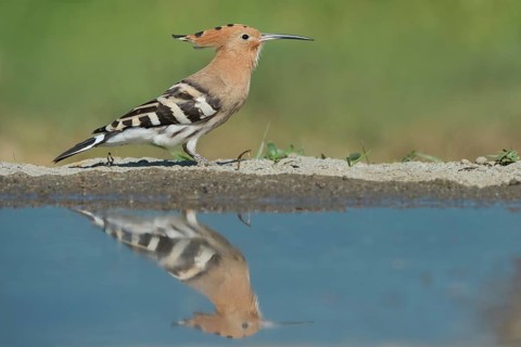 Eurasian Hoopoe (Upupa epops), Aosta Valley, Italy