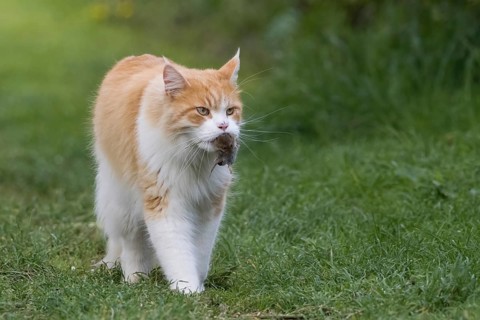 An orange and white domestic cat (Felis catus) carrying prey in its mouth and running through the