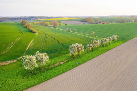 Landscape Lommatzscher Pflege with fields and avenues, aerial view with blossoming fruit trees near