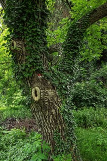 Ivy climbing up a tree with deeply furrowed bark, on the edge of a hiking trail above Merano in the