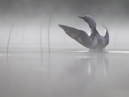 Black-throated Loon (Gavia arctica) flapping, Sweden