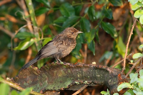 Northern Black Flycatcher (Melaenornis edolioides) juvenile, Lake Baringo, Kenya