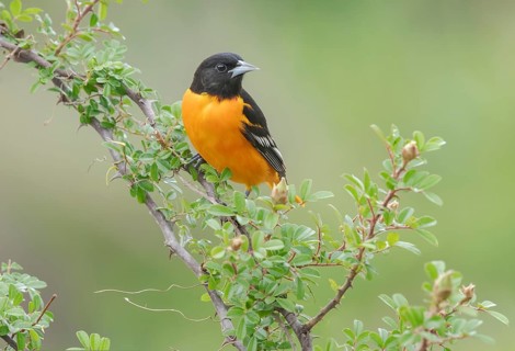 Baltimore Oriole (Icterus galbula) male, Texas, USA