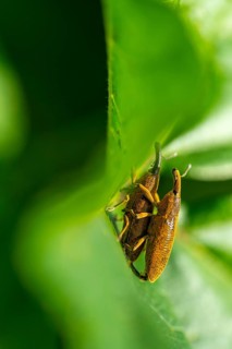 A detailed macro shot captures the unique texture and features of Weevil, perched delicately on a