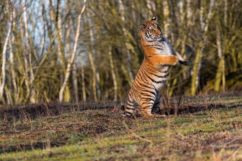 One young female Siberian Tiger, Panthera tigris altaica, running thru a birch tree forest. Early