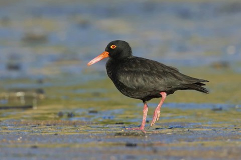 Sooty Oystercatcher (Haematopus fuliginosus), Queensland, Australia