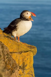 Atlantic Puffin (Fratercula arctica) on cliff, Iceland